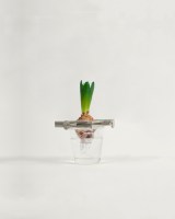 Regrow med hyacint