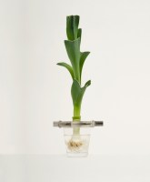 Regrow med purjolök